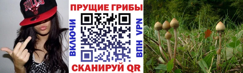 MEGA вход  Кемь  Галлюциногенные грибы MAGIC MUSHROOMS  как найти закладки 